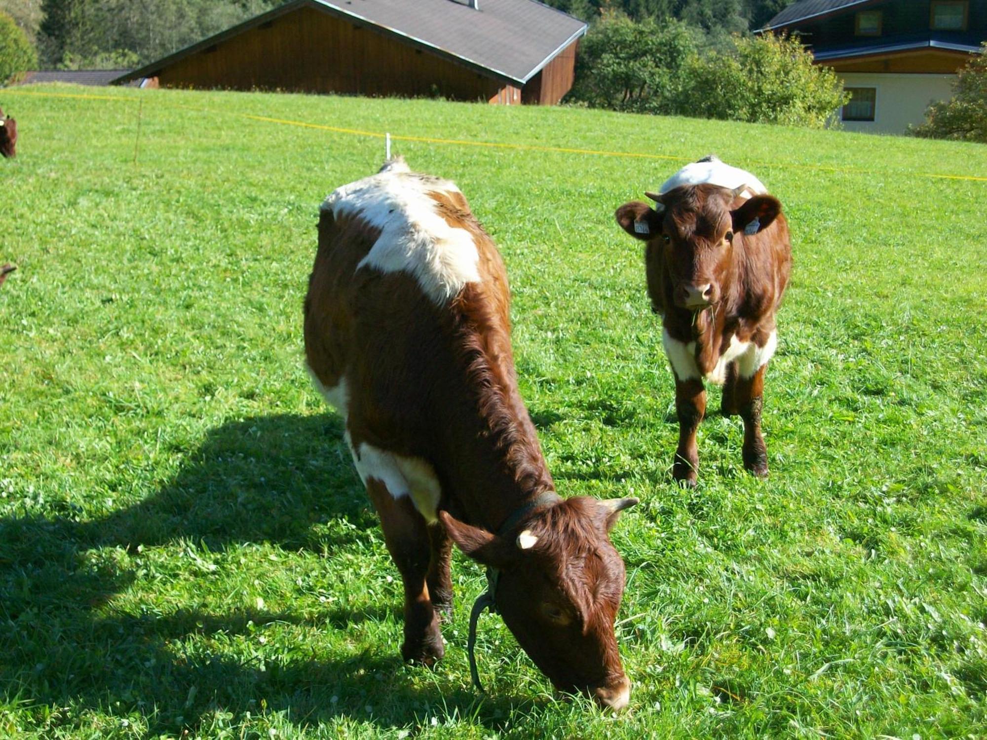 Oberschlassbergbauer Wald im Pinzgau Zewnętrze zdjęcie